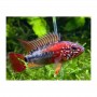 APISTOGRAMMA VIEJITA 4 CM