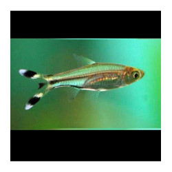 SCISSORTAIL RASBORA (RASBORA TRILINEATA) 3-4 CM