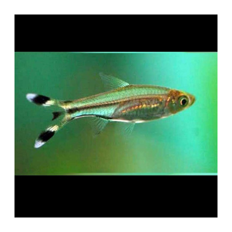 SCISSORTAIL RASBORA (RASBORA TRILINEATA) 3-4 CM