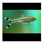 TIJERITAS (RASBORA TRILINEATA) 3-4 CM