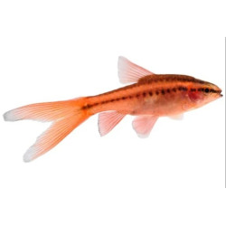 CHERRY BARB TAIL VEIL (Puntius titteya) 2.5-3 CM HIGH QUALITY