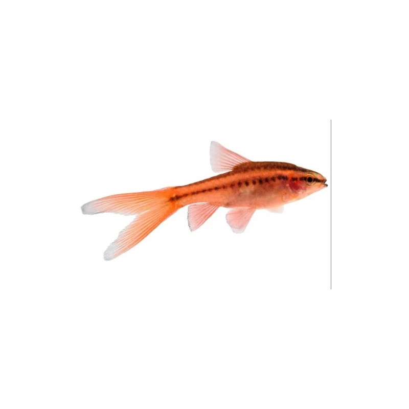 CHERRY BARB TAIL VEIL (Puntius titteya) 2.5-3 CM HIGH QUALITY