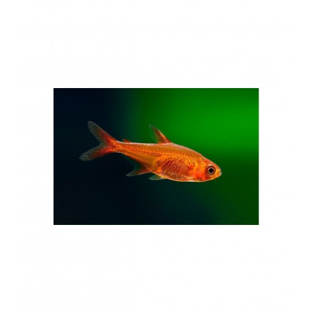 TETRA AMBAR