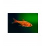 TETRA AMBAR