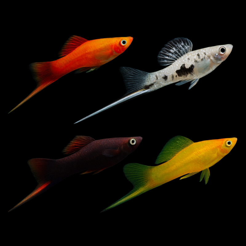 XYPHO SURTIDO 5 - 5,5 CM HIGH QUALITY