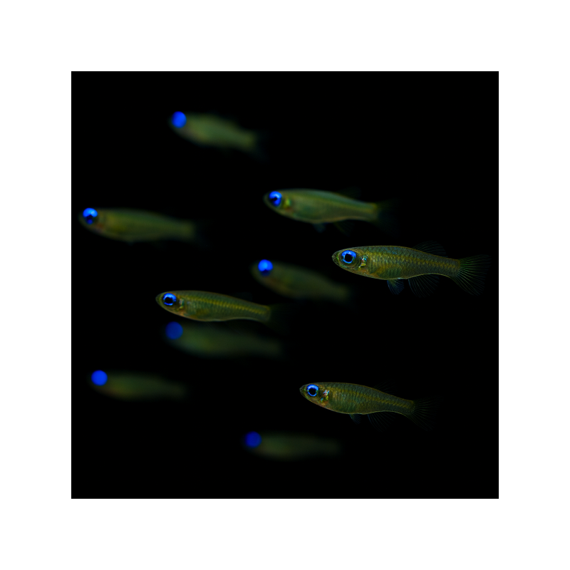 BLUE-EYED LANTERNFISH 2.5 CM