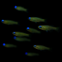 PEZ LINTERNA DE OJO AZUL 2,5 CM
