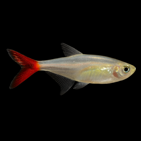 Prionobrama filigera (TETRA CRISTAL DE COLA ROJA) 3 CM