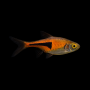 ARLEQUIN ESPEI 2,5 CM