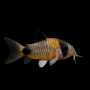 CORYDORA PANDA