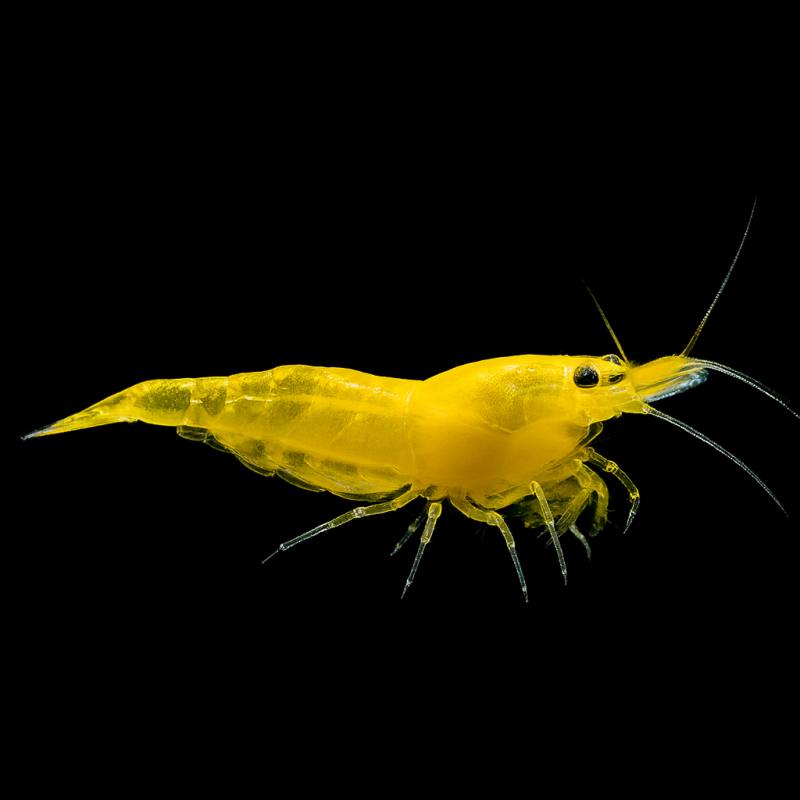 NEOCARIDINA YELLOW FIRE