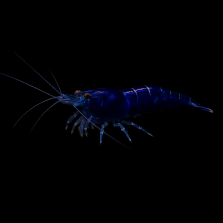 NEOCARIDINA DAVIDI VAR "DARK BLUE"