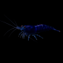 NEOCARIDINA DAVIDI VAR "DARK BLUE"