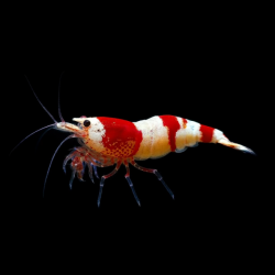 CARIDINA CF. CANTONENSIS "CRYSTAL RED" GRADE A
