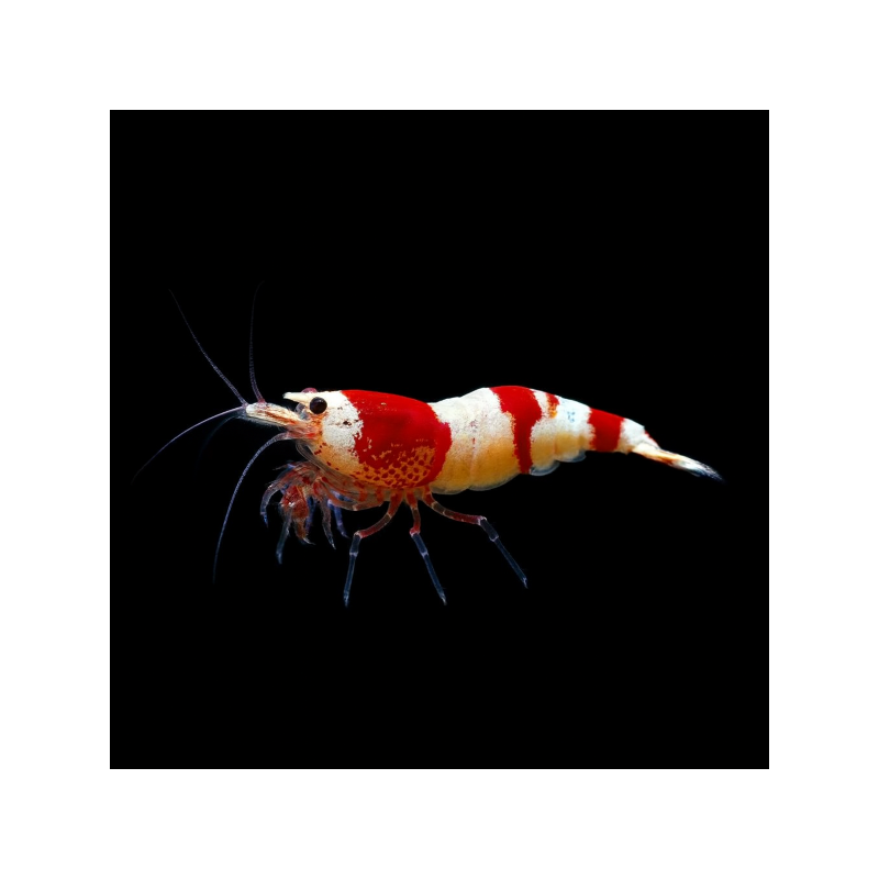 CARIDINA CF. CANTONENSIS "CRYSTAL RED" GRADE A