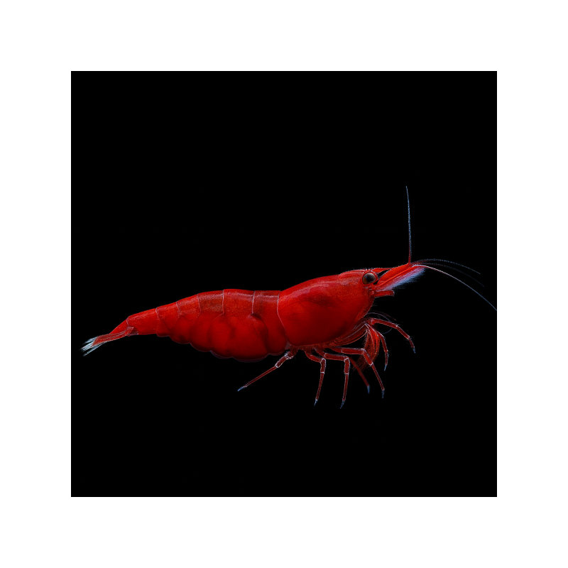 NEOCARIDINA HETEROPODA VAR. "RED FIRE"