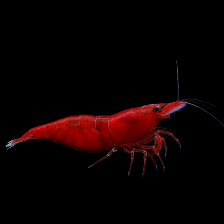 NEOCARIDINA HETEROPODA VAR. "RED FIRE"