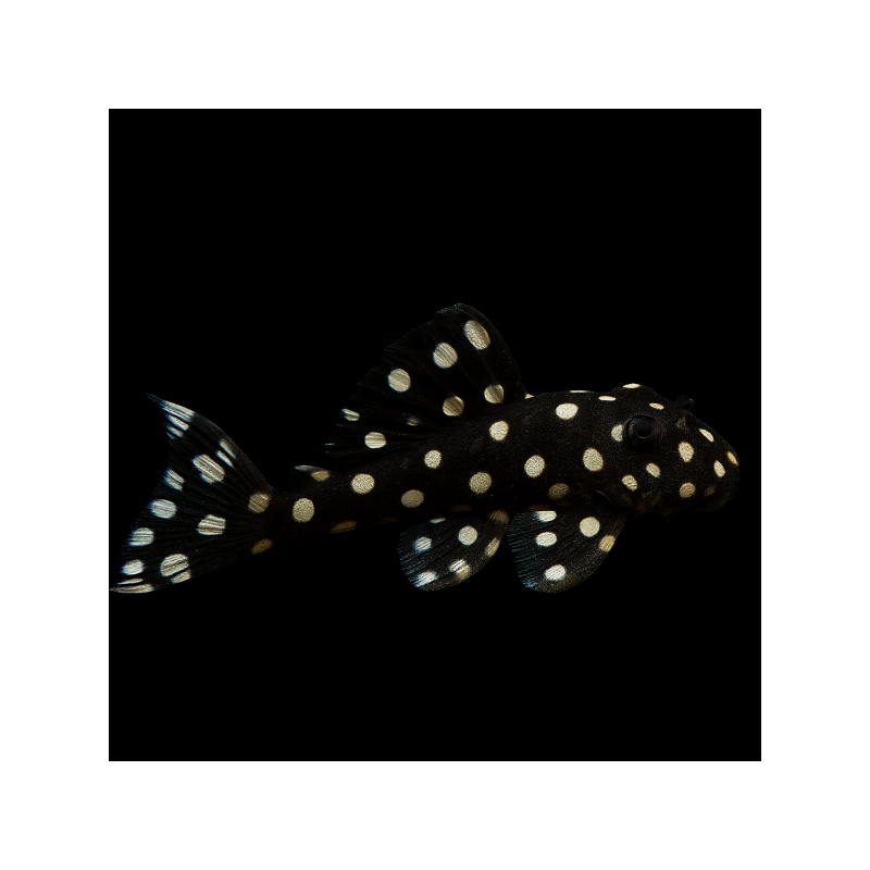 L201-HYPANCISTRUS INSPECTOR 3-5 CM CRIADO