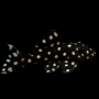 L201-HYPANCISTRUS INSPECTOR 3-5 CM CRIADO