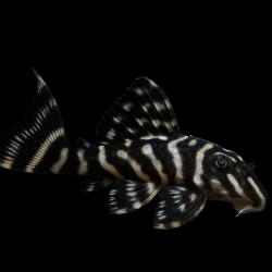 L270-HYPANCISTRUS CHOCO-ZEBRA 4-5 CM BRED