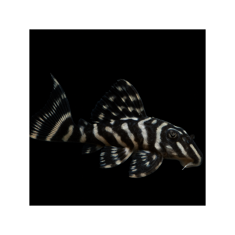 L270-HYPANCISTRUS CHOCO-ZEBRA 4-5 CM BRED