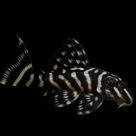L270-HYPANCISTRUS CHOCO-ZEBRA 4-5 CM CRIADO