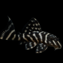 L270-HYPANCISTRUS CHOCO-ZEBRA 4-5 CM CRIADO