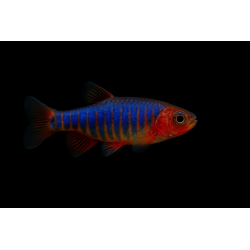 MICRORASBORA ERYTHROMICRON