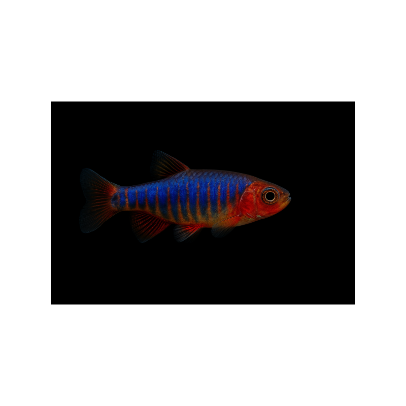 MICRORASBORA ERYTROMICRON