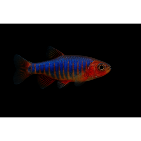 MICRORASBORA ERYTROMICRON