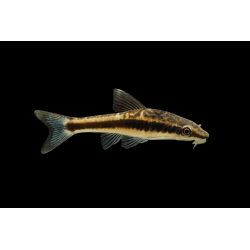 OTOCINCLUS AFFINIS SIZE M