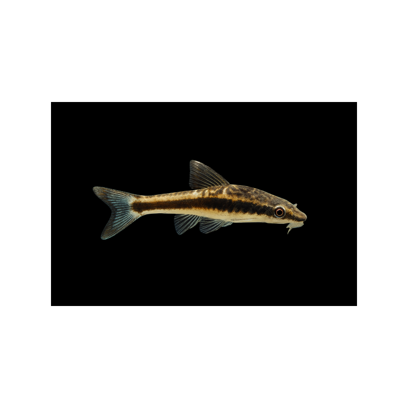 OTOCINCLUS AFFINIS SIZE M