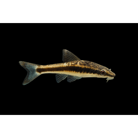 OTOCINCLUS AFFINIS TALLA M