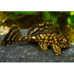 ORANGE MARBLE PLECOSTOMUS 5-6 CM