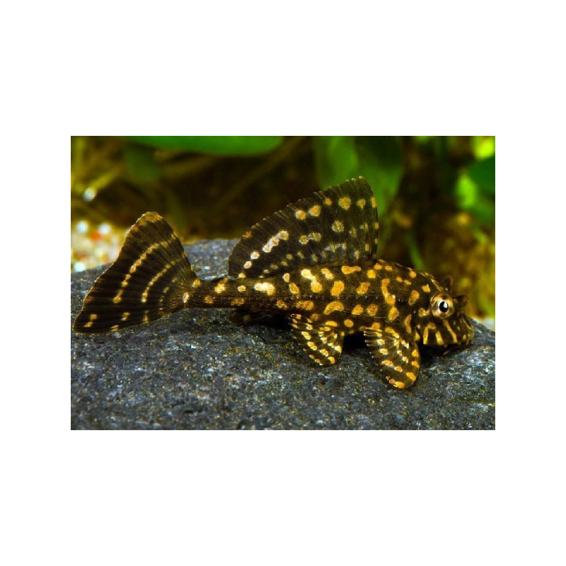 ORANGE MARBLE PLECOSTOMUS 5-6 CM