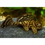 PLECOSTOMUS NARANJA MARMOL 5-6 CM