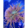 EUPHILLIA TORCH GOLDEN INDO (Una Cabeza )