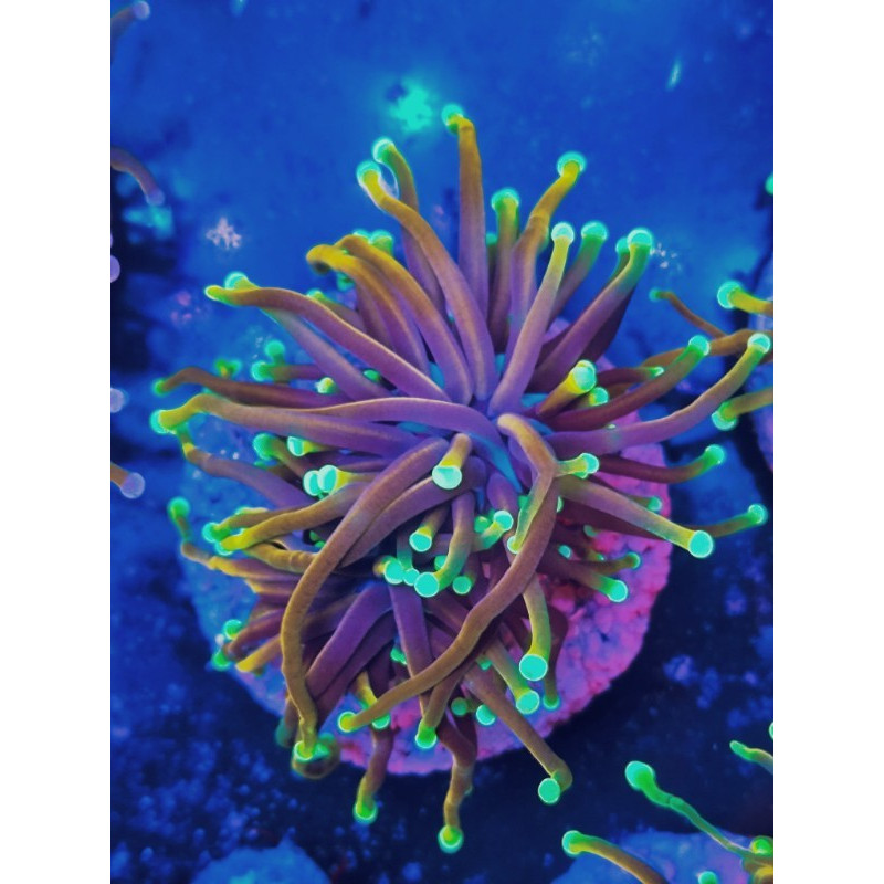 EUPHILIA TORCH HELLFIRE (cabeza doble)