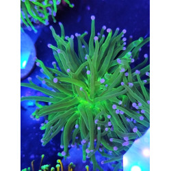 EUPHILIAS TORCH CANDY BLUE TIPS (one head)