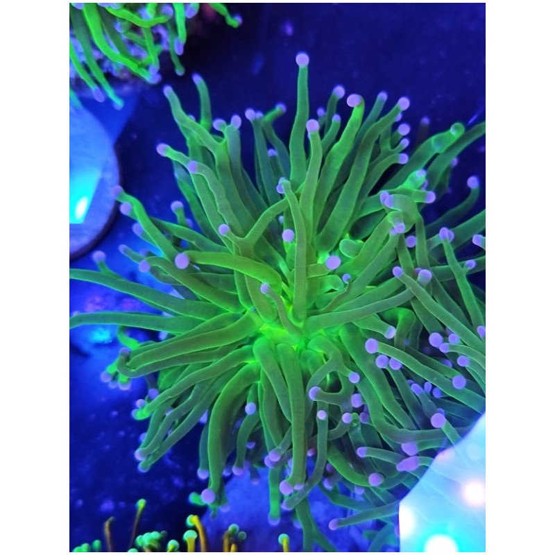 EUPHILIAS TORCH CANDY BLUE TIPS (one head)