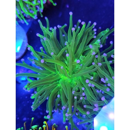 EUPHILIAS TORCH CANDY BLUE TIPS (una cabeza)