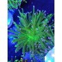 EUPHILIAS TORCH CANDY BLUE TIPS (una cabeza)