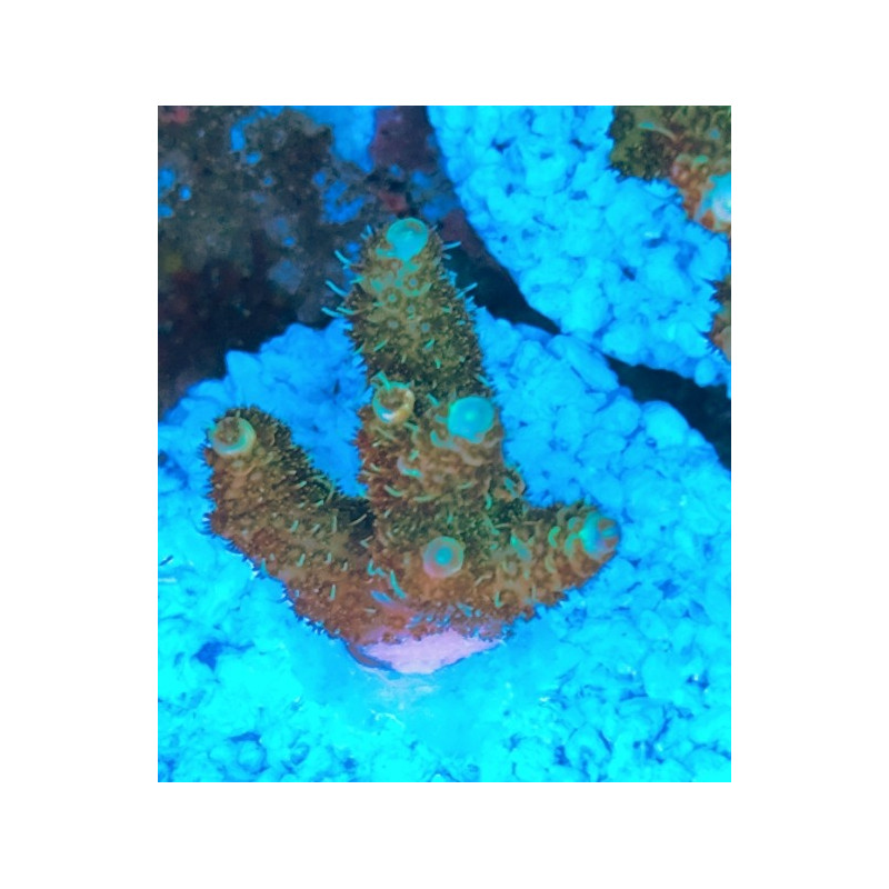 ACROPORA MILLEPORA FRAG