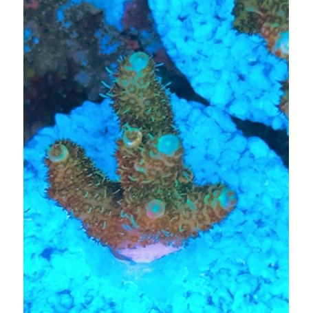 ACROPORA MILLEPORA FRAG