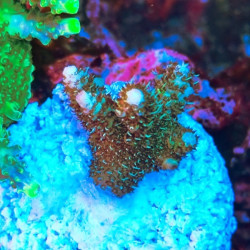 ACROPORA MILLEPORA FRAG