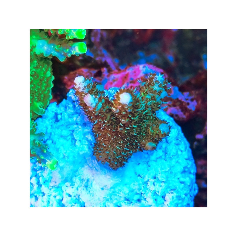 ACROPORA MILLEPORA FRAG