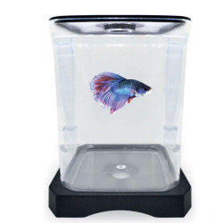 White clear tank betta kit