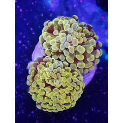 EUPHILLIA PARANCORA YELLOW (TWO HEADS)