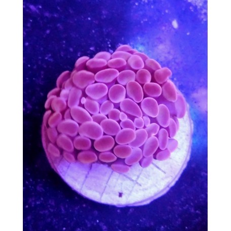 EUPHILIAS PARANCORA PURPPLE
