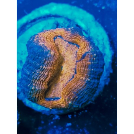 LOBOPHILLYA